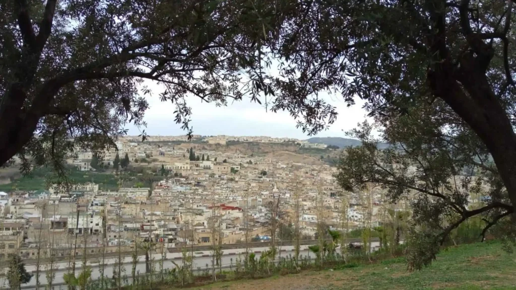 Panoramic view of Fes medina framed by olive trees — understanding the best time to visit Morocco starts with knowing each city's seasonal rhythm