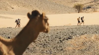 Marathon des Sables 2026 runners crossing the Moroccan Sahara Desert with a camel in the foreground