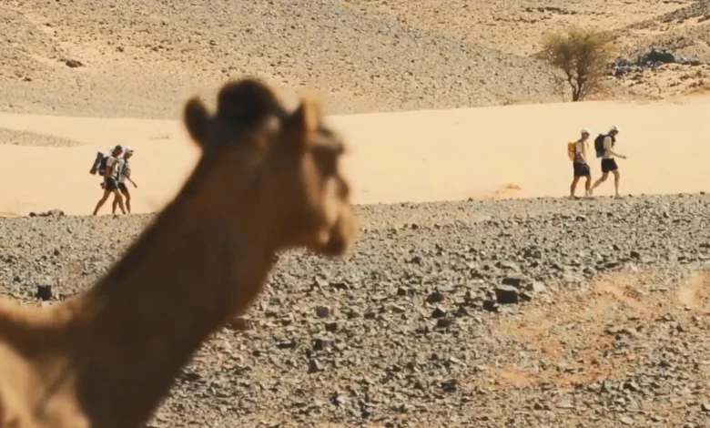 Marathon des Sables 2026 runners crossing the Moroccan Sahara Desert with a camel in the foreground