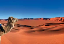 Dromedary camel standing before the vast orange Erg Chebbi sand dunes in the Sahara Desert Morocco under a clear blue sky