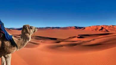 Dromedary camel standing before the vast orange Erg Chebbi sand dunes in the Sahara Desert Morocco under a clear blue sky