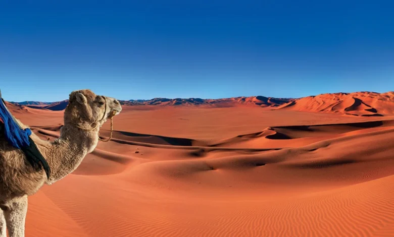 Dromedary camel standing before the vast orange Erg Chebbi sand dunes in the Sahara Desert Morocco under a clear blue sky