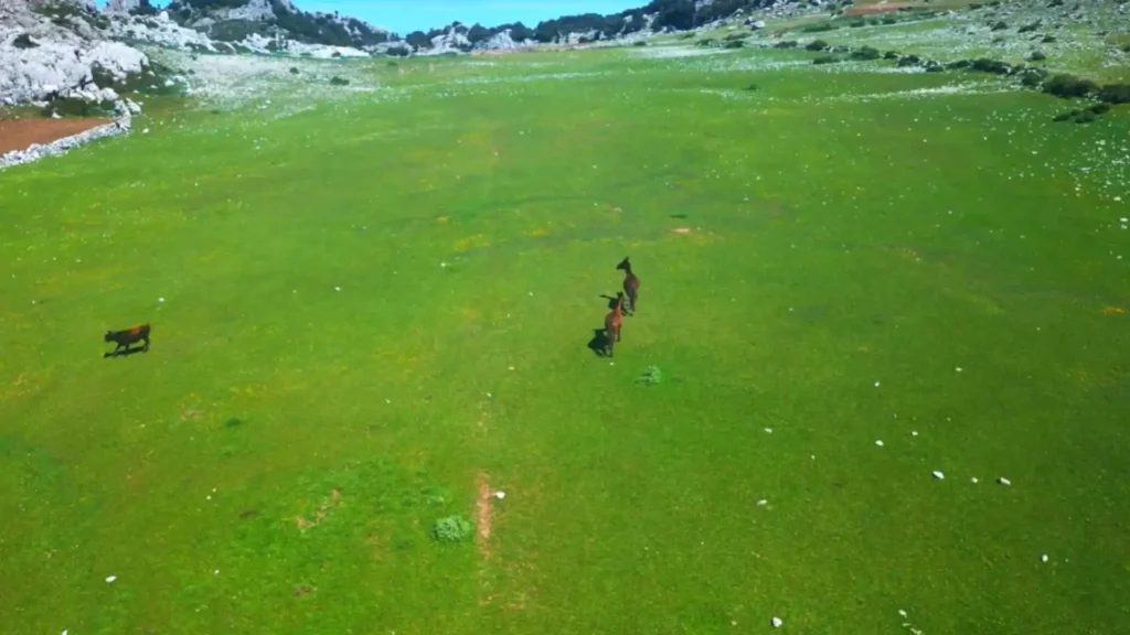 Green highland plains with horses grazing near rocky mountains in northern Morocco during spring — the best time to visit Morocco for lush landscapes